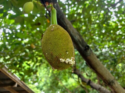 Raw jackfruit in a farmer's garden.