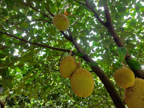 Raw jackfruit in a farmer's garden.