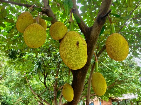 Raw jackfruit in a farmer's garden.