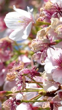 Close Up of Pink Cherry Blossoms Blooming in Tokyo Japan