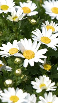 Blooming White Daisy Flowers in a Sunny Outdoor Garden