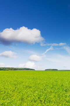 Green agricultural field under blue sky with white clouds