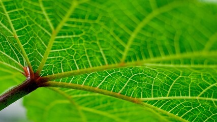 Extreme macro close-up of a translucent green leaf highlighting its intricate vein network under vibrant backlit lighting, symbolizing ecology and natural connection. © Meekarn