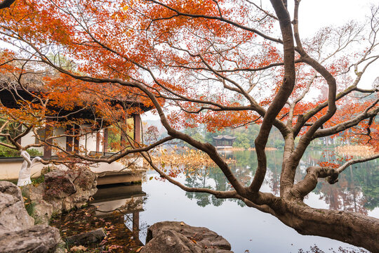 Curved branch of maple tree with orange fall leaves framing a calm lake and traditional East Asian pavilion at Hangzhou, China