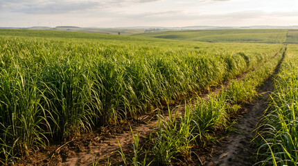 Fototapeta premium Energy Crops Grown for Sustainable Biomass Production