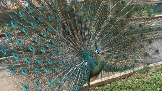 Green Peacock with Beautiful Plumage