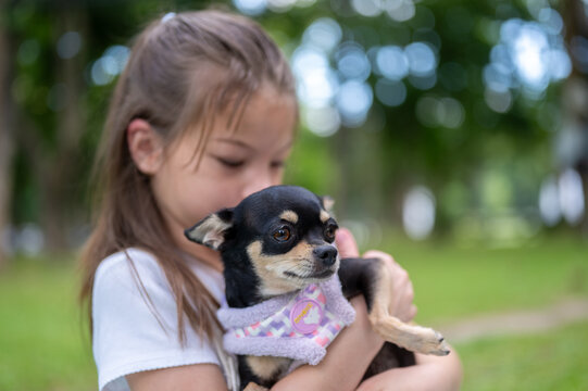Young mixed race girl cuddles a small dog chihuahua and looking at it affectionately in the park.