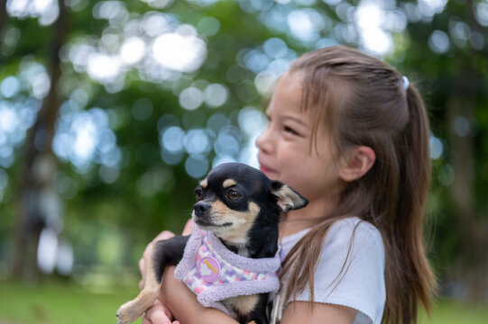 Young mixed race girl smiling while holding and cuddling a small dog chihuahua in the park