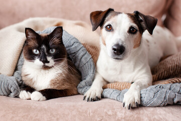 Naklejka premium Cat and dog lying together on cozy blanket at home. Cute pet friendship and companionship concept. Domestic animal togetherness for veterinary care and adoption