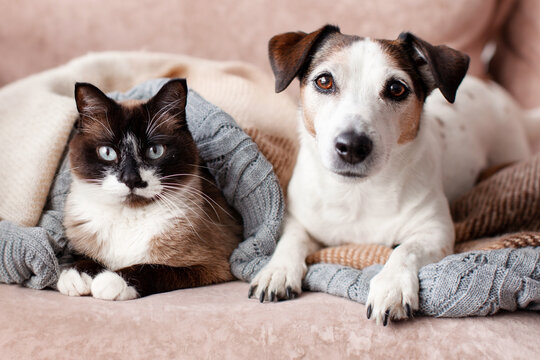 Cat and dog lying together on cozy blanket at home. Cute pet friendship and companionship concept. Domestic animal togetherness for veterinary care and adoption