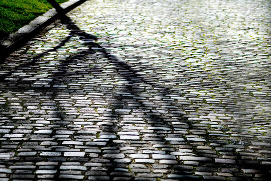 shadows of a tree on the cobblestones