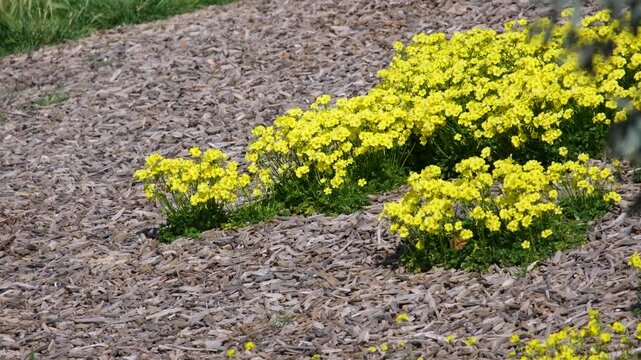 Yellow soursob (Oxalis pes-caprae) flowers growing through woodchip mulch in a landscaped&nbsp;park in Australia. Invasive weeds, and municipal landscaping management.
