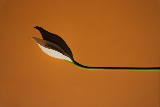 Top View Close-Up Of Elegant Spathiphyllum Blossom With Green Stem On Orange Background