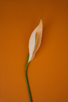 Elegant Close-Up Of Spathiphyllum Flower Spathe And Curved Green Stem