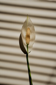 Close-Up Of Spathiphyllum Flower Spathe Lying On Surface With Blind Shadow Patterns