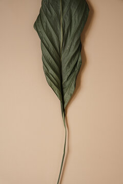 Minimalist Flat Lay Of Wilted Tropical Plant Leaf On Neutral Light Beige Surface