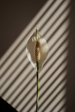 Dramatic Spathiphyllum Bloom With Long Stem Lying In Geometric Window Blind Lighting