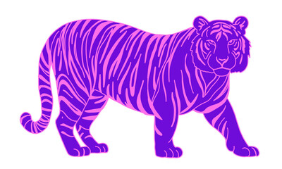 Obraz premium Vibrant purple and pink tiger illustration with striking stripes walking pose isolated on transparent background for creative graphic design projects, wild animal wildlife art vector asset
