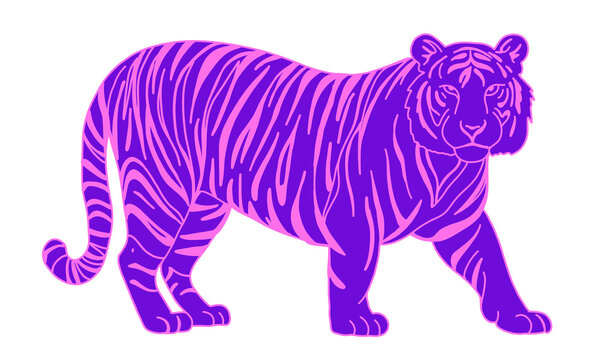 Vibrant purple and pink tiger illustration with striking stripes walking pose isolated on transparent background for creative graphic design projects, wild animal wildlife art vector asset
