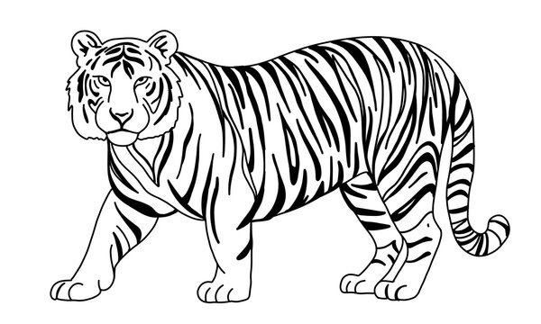 Black and white tiger walking big cat wild animal illustration line art coloring book style isolated on transparent background, majestic predator mammal vector graphic drawing design