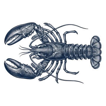 Engraved lobster crustacean marine animal engraving graphic element on white backdrop