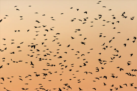 Flock of Western jackdaws flying on a sunset sky