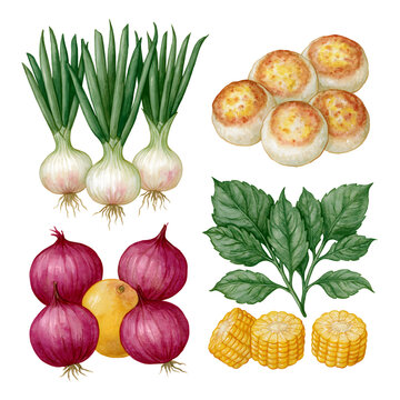 Explore the Vibrant Food Palette: Fresh Onions, Sweet Corn, and Flavorful Herbs for Delicious Culinary Experiences