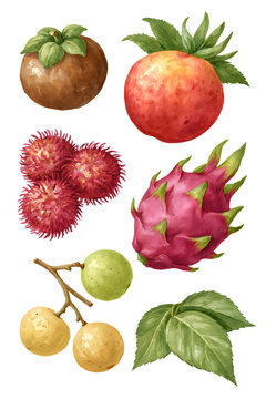 Explore the Vibrant World of Tropical Fruits: A Colorful Collection of Delicious and Nutritious Treats to Enrich Your Diet and Delight Your Taste Buds with Exotic Flavors