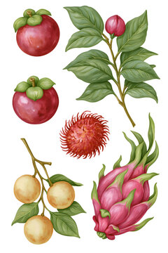 Explore the Diverse World of Tropical Fruits: Vibrant Illustrations Featuring Mangosteen, Rambutan, and Dragonfruit for Botanical Enthusiasts and Nature Lovers