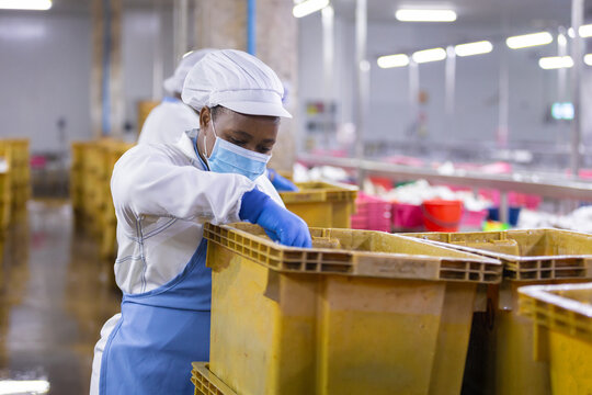 Dedicated and female worker in uniform mask and glove handling yellow plastic crate at food processing plant factory production line during indoor manufacturing facility sorting operation