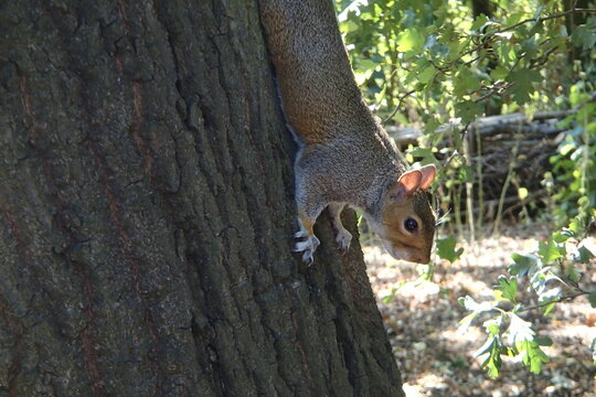 Grey squirrel clinging to a textured tree trunk in a sunlit London park