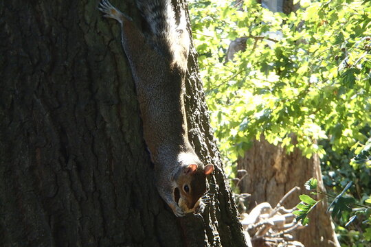 Grey squirrel clinging to a tree trunk eating a nut in London park