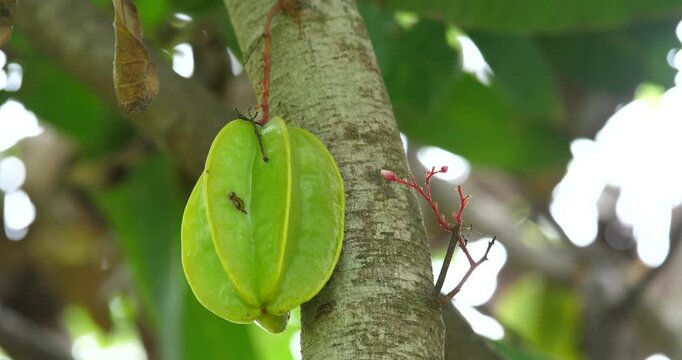 The starfruit is growing on the tree; organic farming.