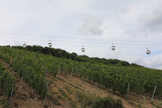 Cable cars glide over lush vineyards on a hillside in Germany
