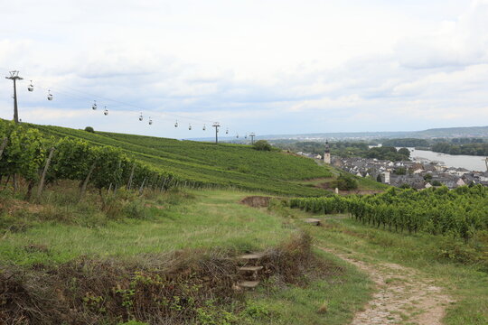 Vineyard landscape with cable cars overlooking a German town and river