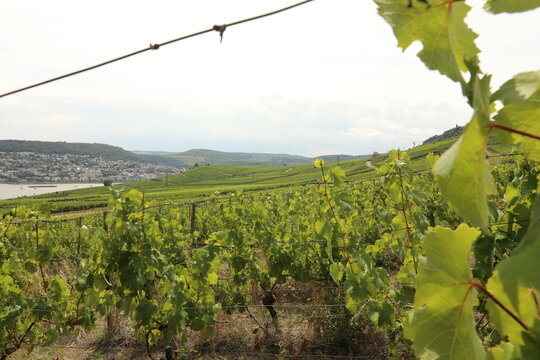 Vineyard landscape overlooking a German town and river on a cloudy day