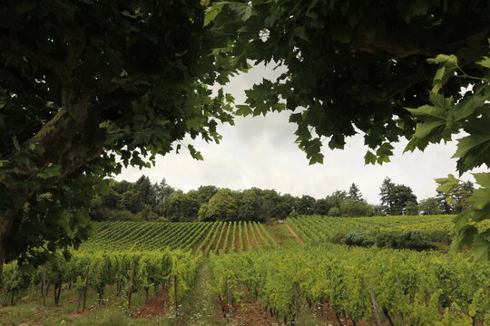 Lush green vineyard landscape under a cloudy sky in Germany