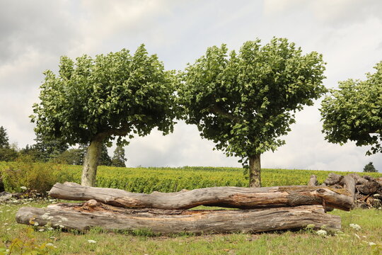 Row of large sycamore trees with weathered logs in the foreground
