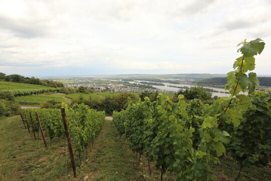 Vineyard overlooking a wide river and a German town on a cloudy day