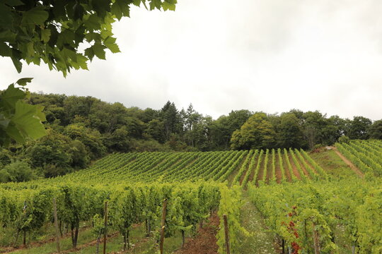 Rolling vineyard landscape with lush green vines on a hillside in Germany