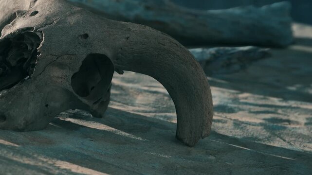 A close view of an old animal skull showing clear details of the structure. The skull lies on a wooden surface. Other bones are nearby, and natural light highlights the scene.