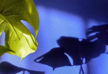 Green monstera leaves with dramatic shadows on blue background © Light & Nature