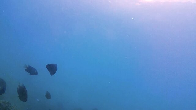 fish in the sea, seabed