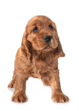 puppy cocker spaniel
