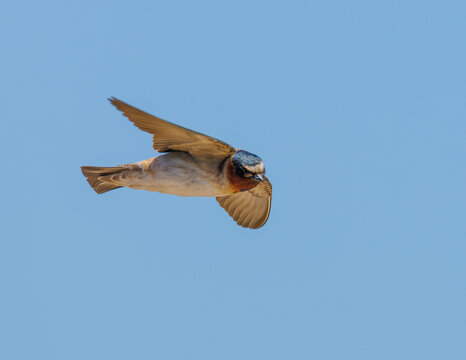 Flying Swallow