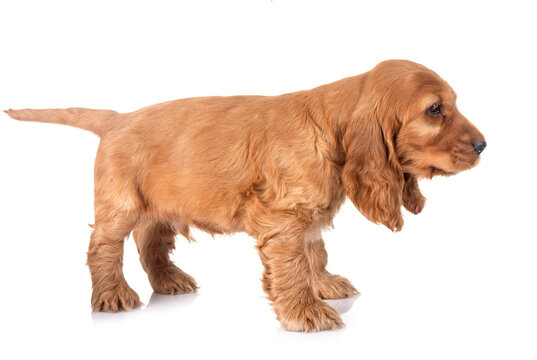 puppy cocker spaniel