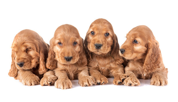puppies cocker spaniel