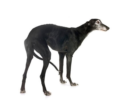 Galgo Espanol in studio