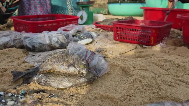 Seafood stall display with fresh fish in plastic bags on the sand at an early morning coastal market