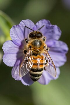 AI generated honeybee on purple flower macro nature